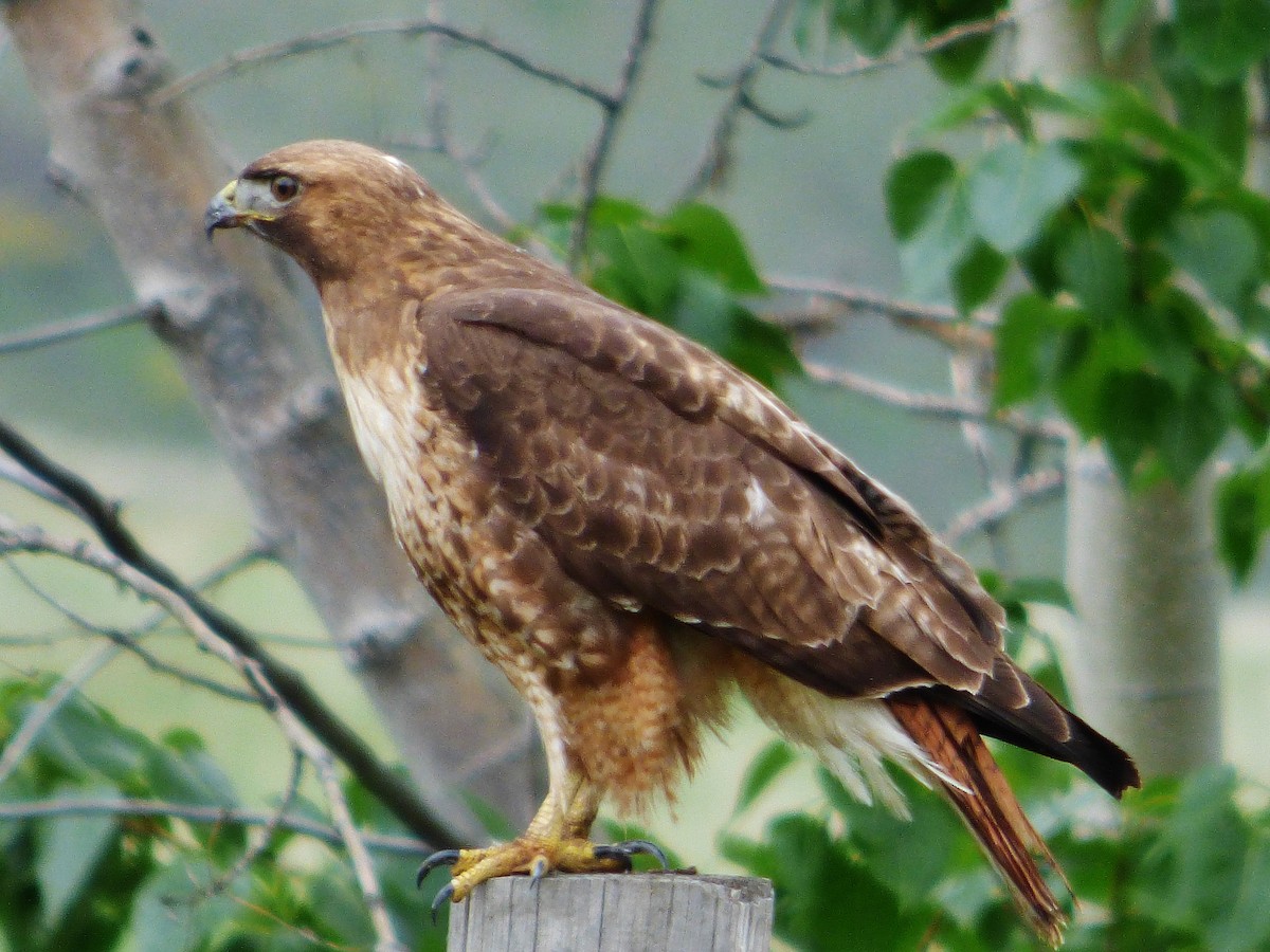 Red-tailed Hawk - ML612254544