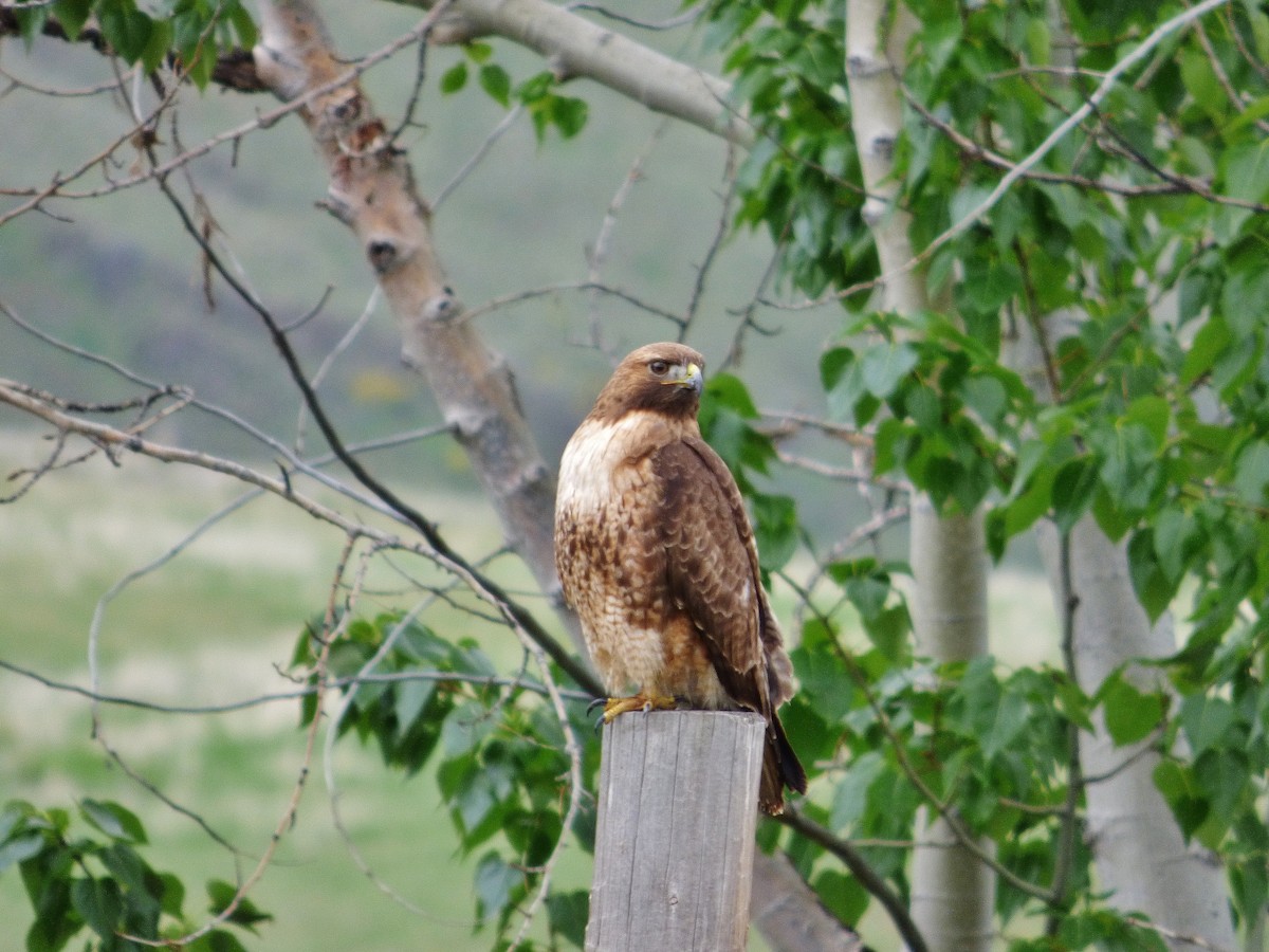 Red-tailed Hawk - ML612254545