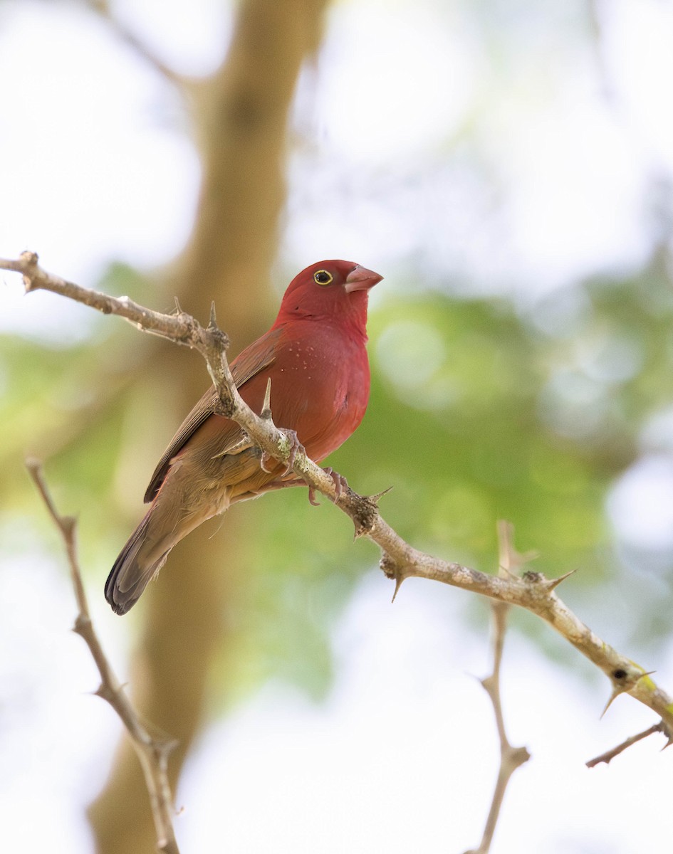 Red-billed Firefinch - Per Smith