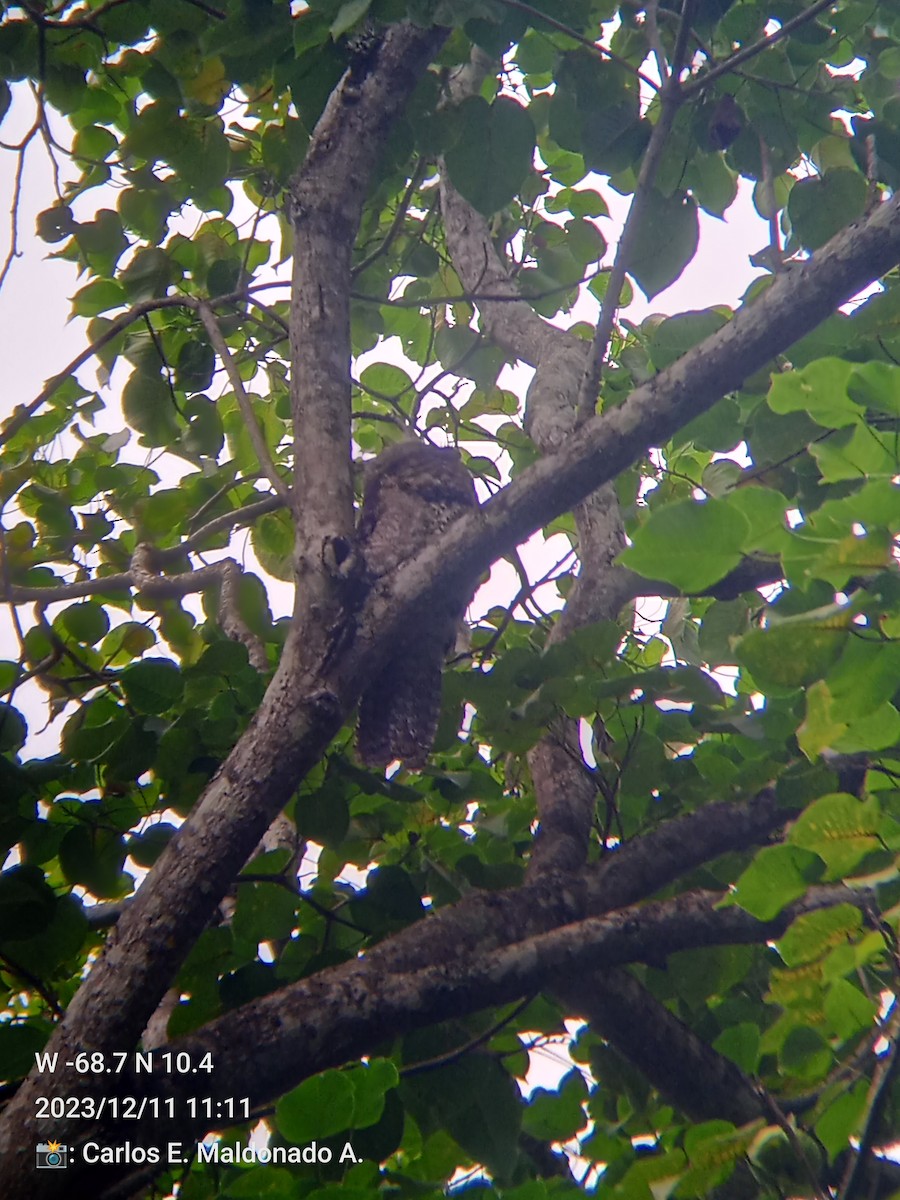 Great Potoo - Carlos Eduardo Maldonado Amaya