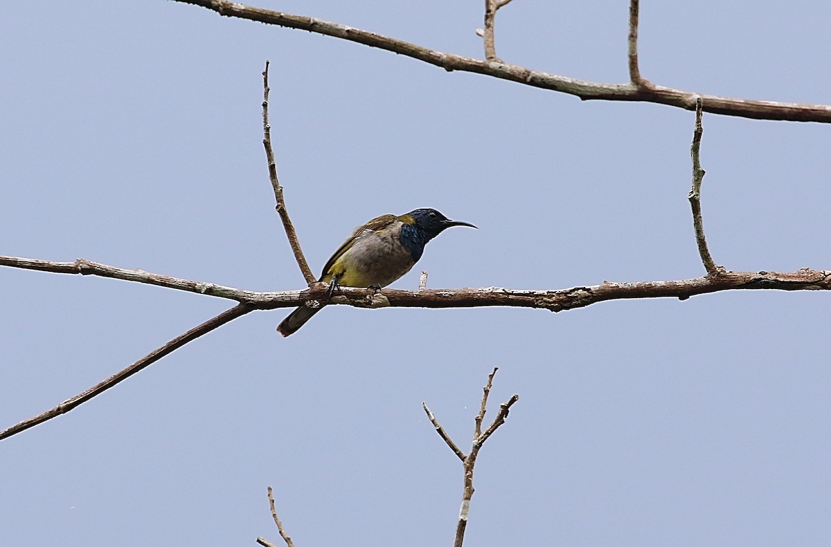 Reichenbach's Sunbird - Chris Lansdell