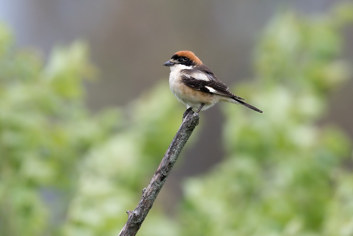 Woodchat Shrike - ML612254630