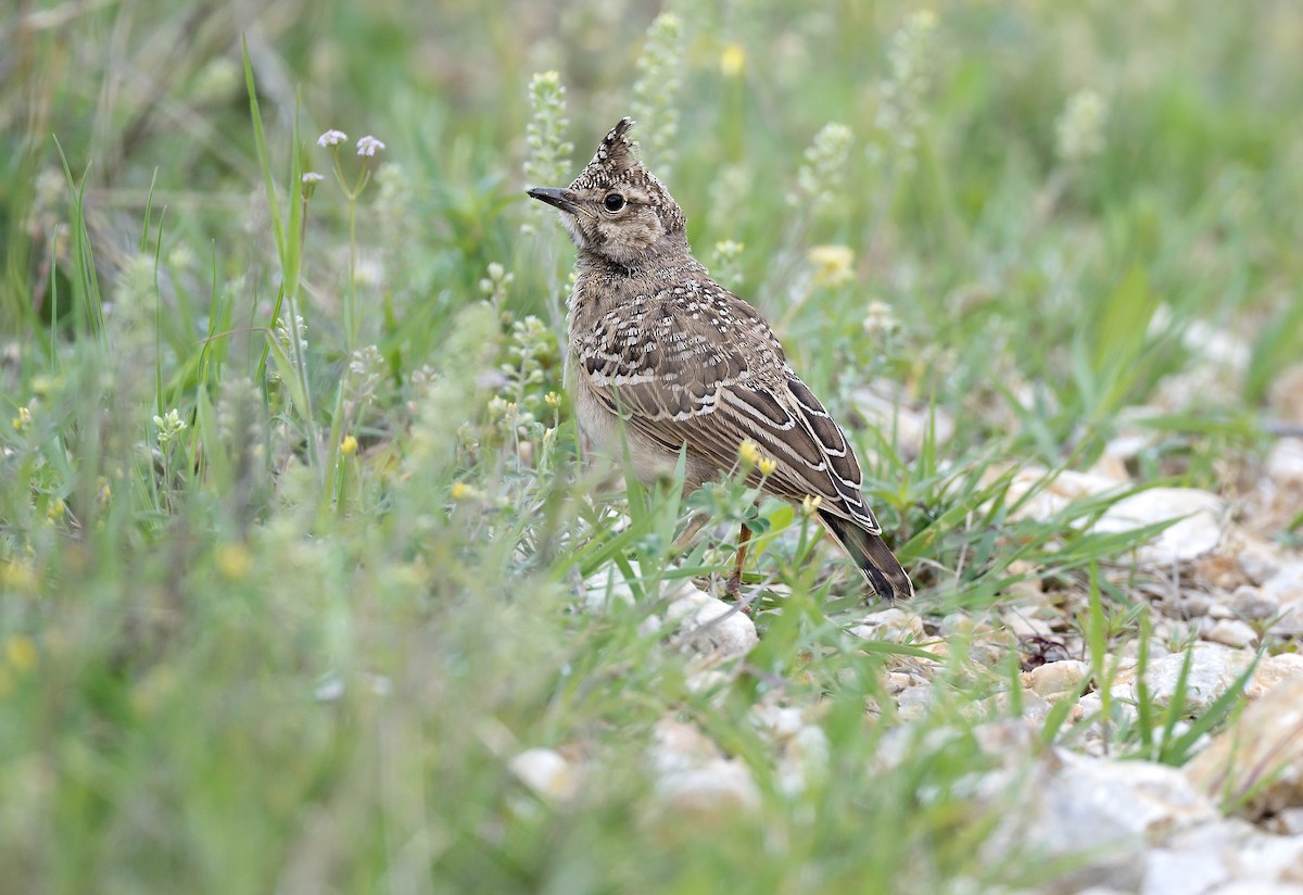 Crested Lark - ML612254635