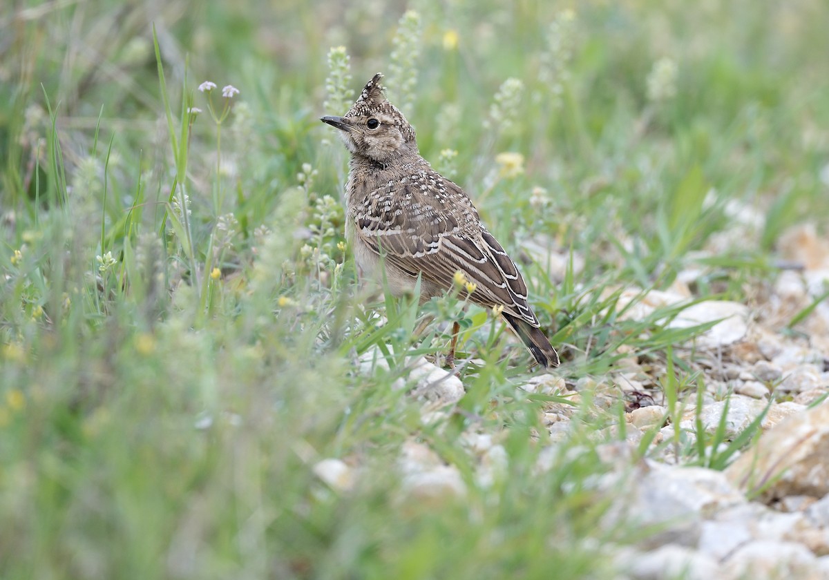 Crested Lark - ML612254638