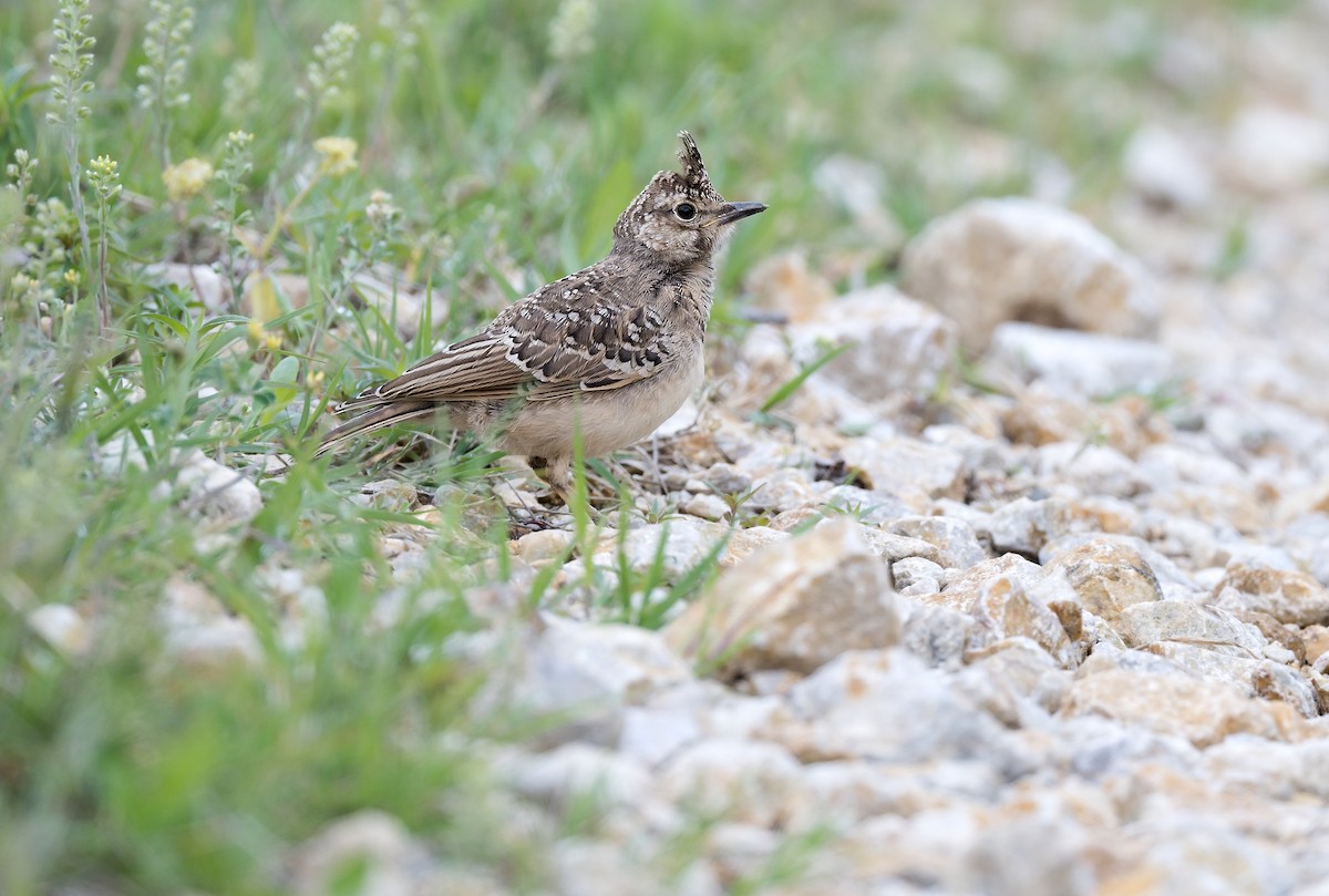 Crested Lark - ML612254643