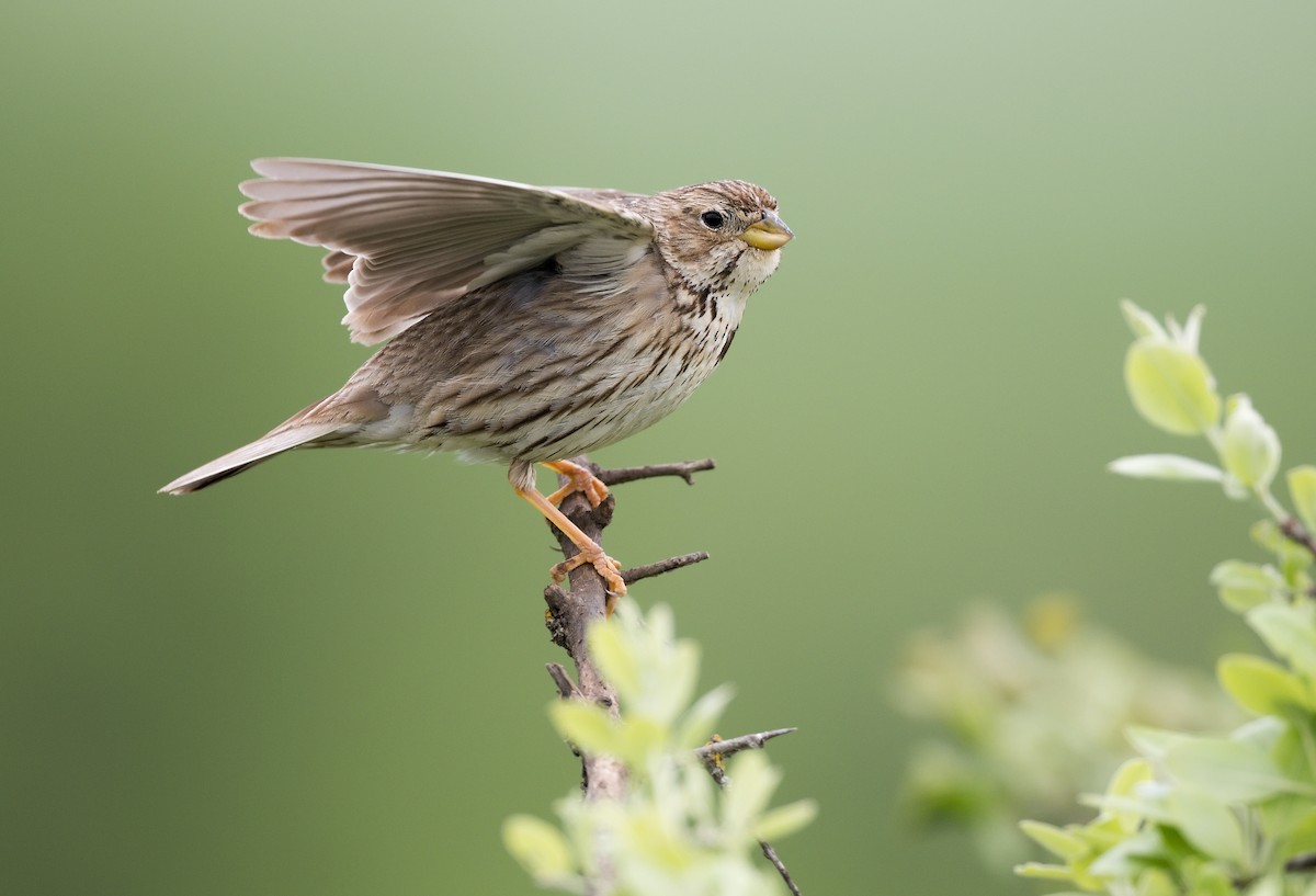 Corn Bunting - ML612254650