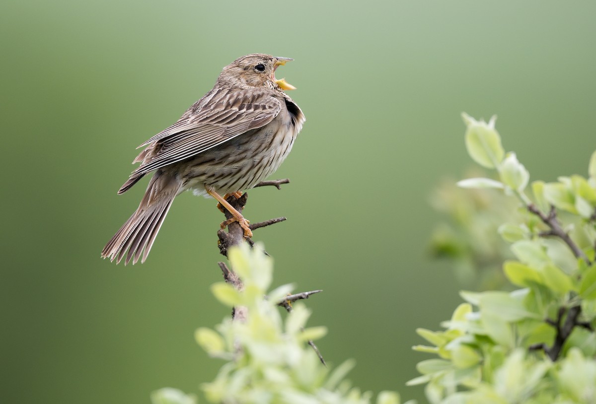 Corn Bunting - ML612254659