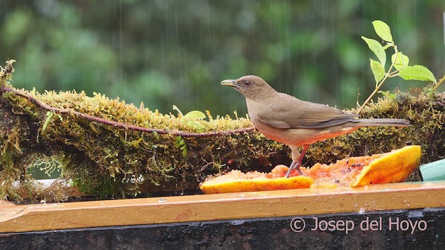 Clay-colored Thrush - ML612254681