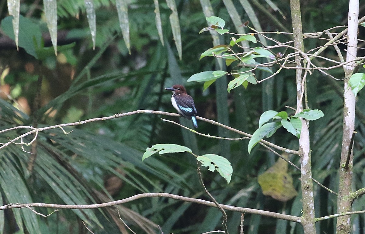 Chocolate-backed Kingfisher - ML612254687