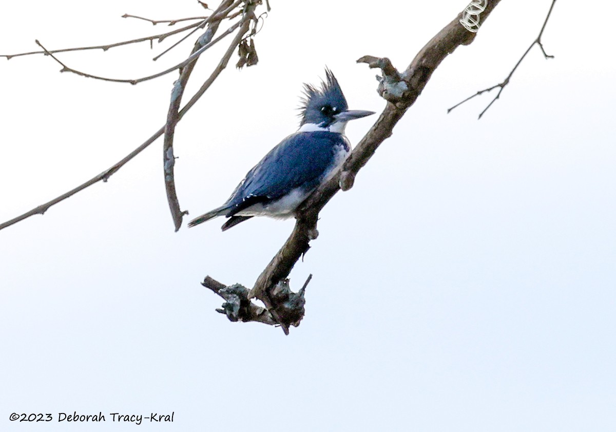 Belted Kingfisher - ML612254688