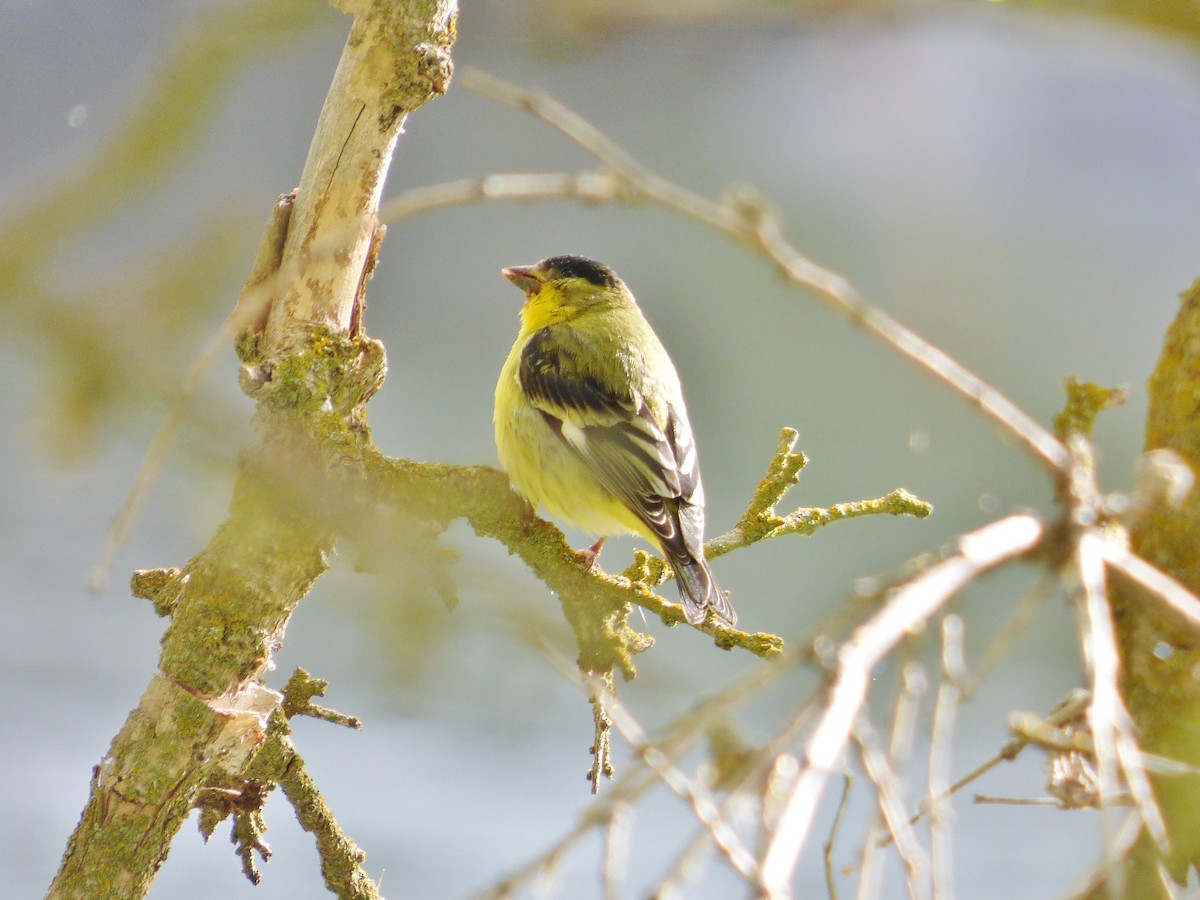 Lesser Goldfinch - Craig Johnson