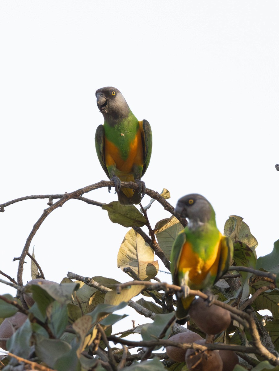 Senegal Parrot - Per Smith