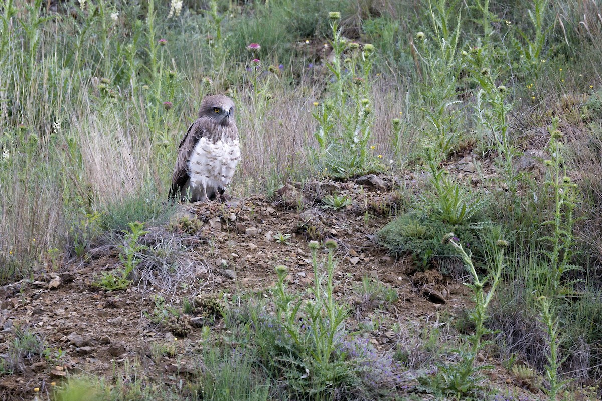 Short-toed Snake-Eagle - ML612254729