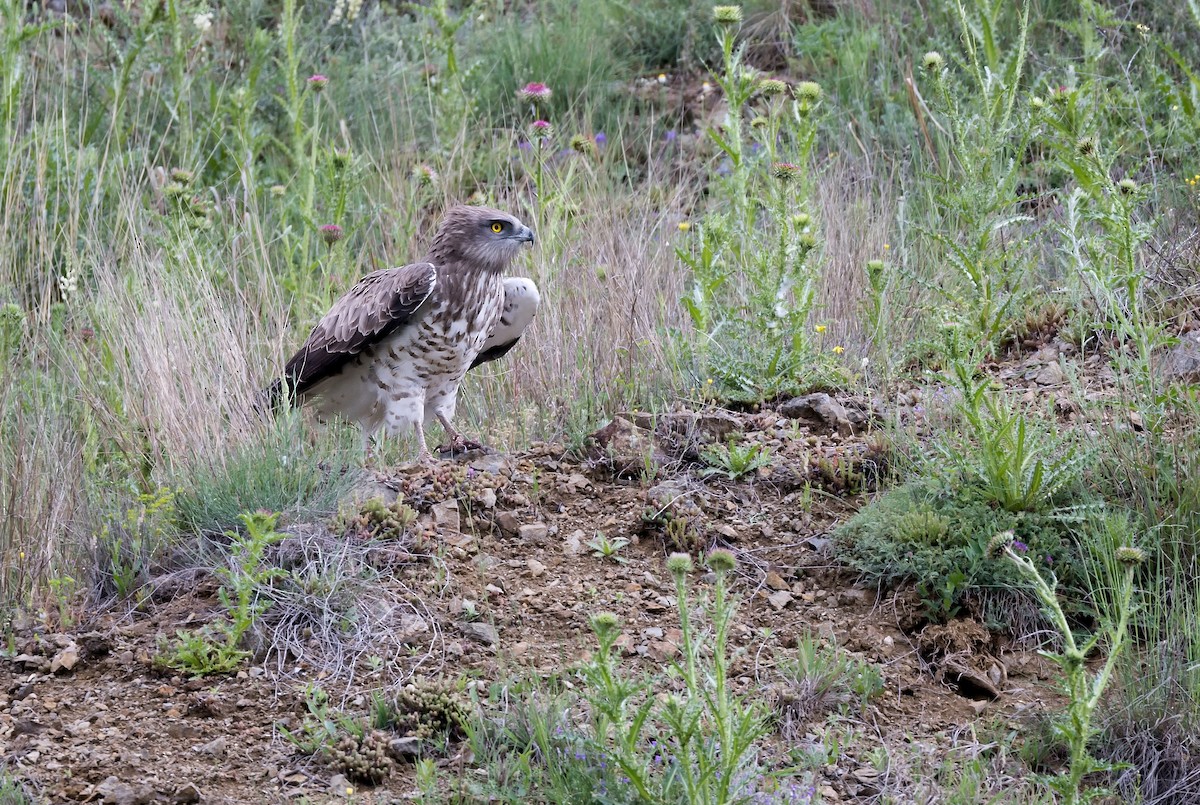 Short-toed Snake-Eagle - ML612254730