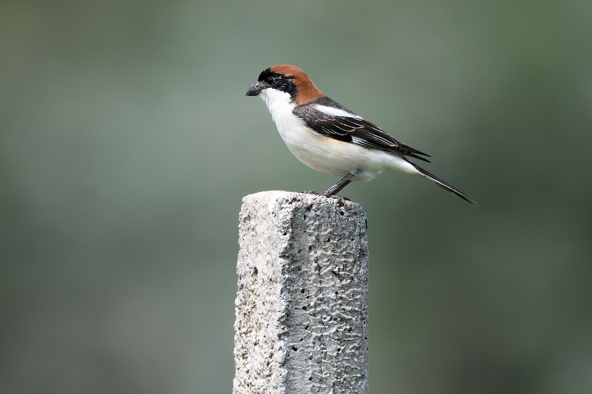 Woodchat Shrike - ML612254745