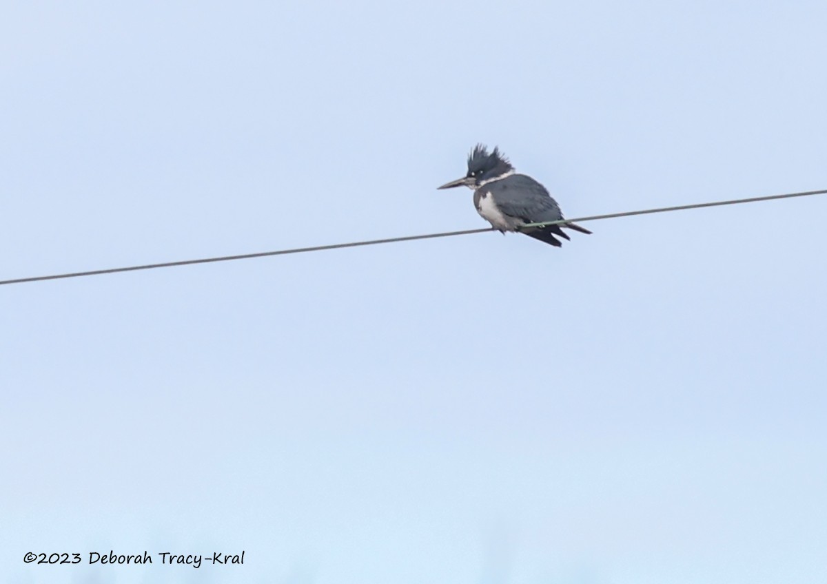 Belted Kingfisher - ML612254790