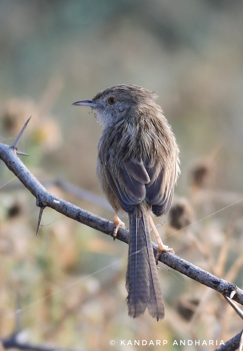 Prinia Delicada - ML612254794