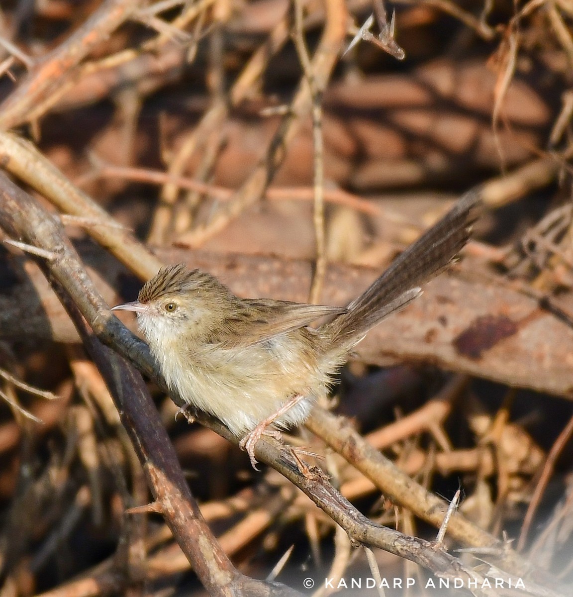 Delicate Prinia - ML612254795