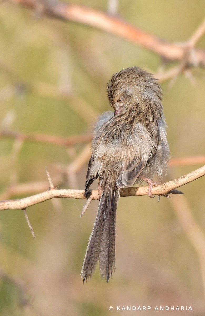 Prinia Delicada - ML612254796