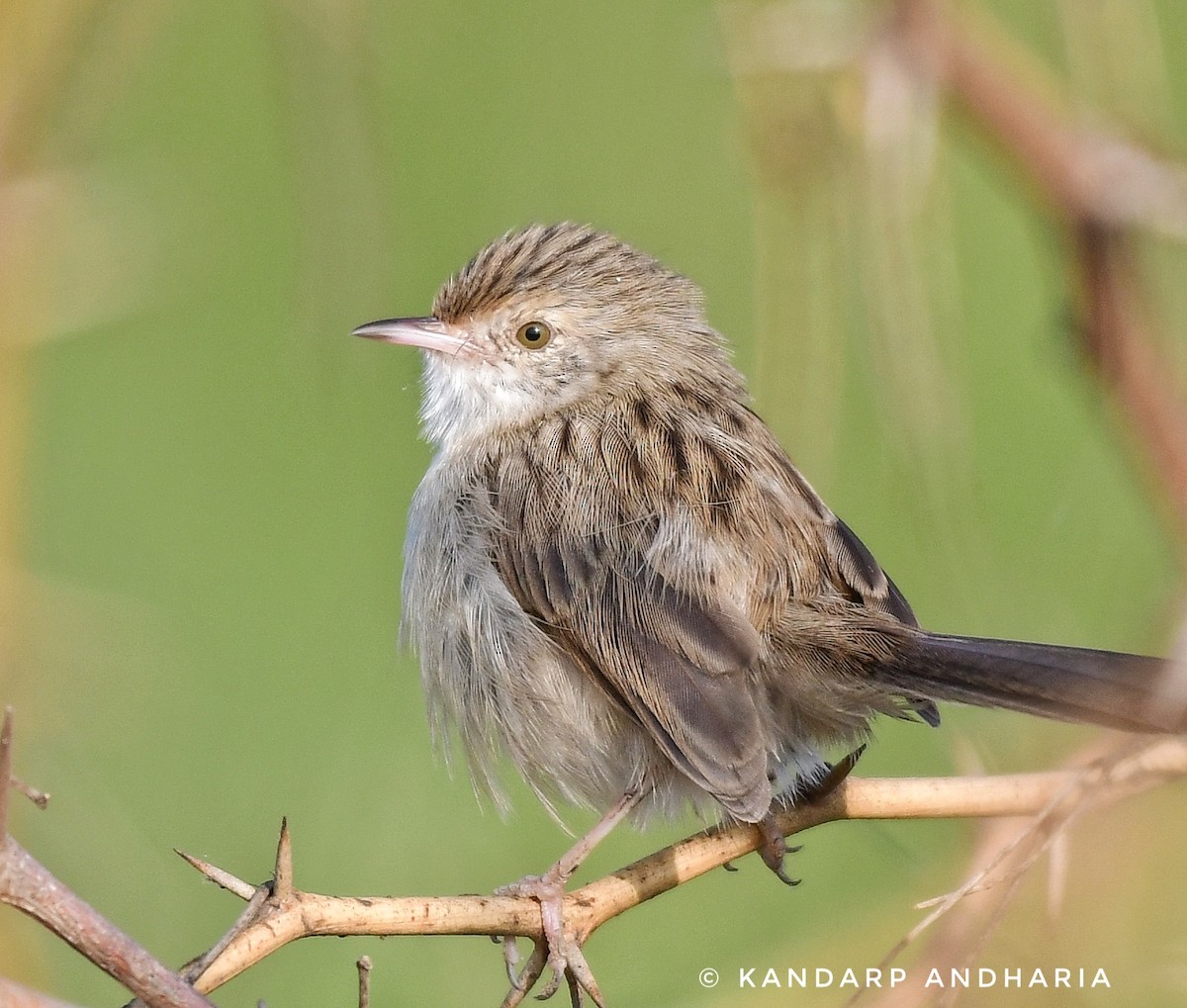 Prinia Delicada - ML612254797