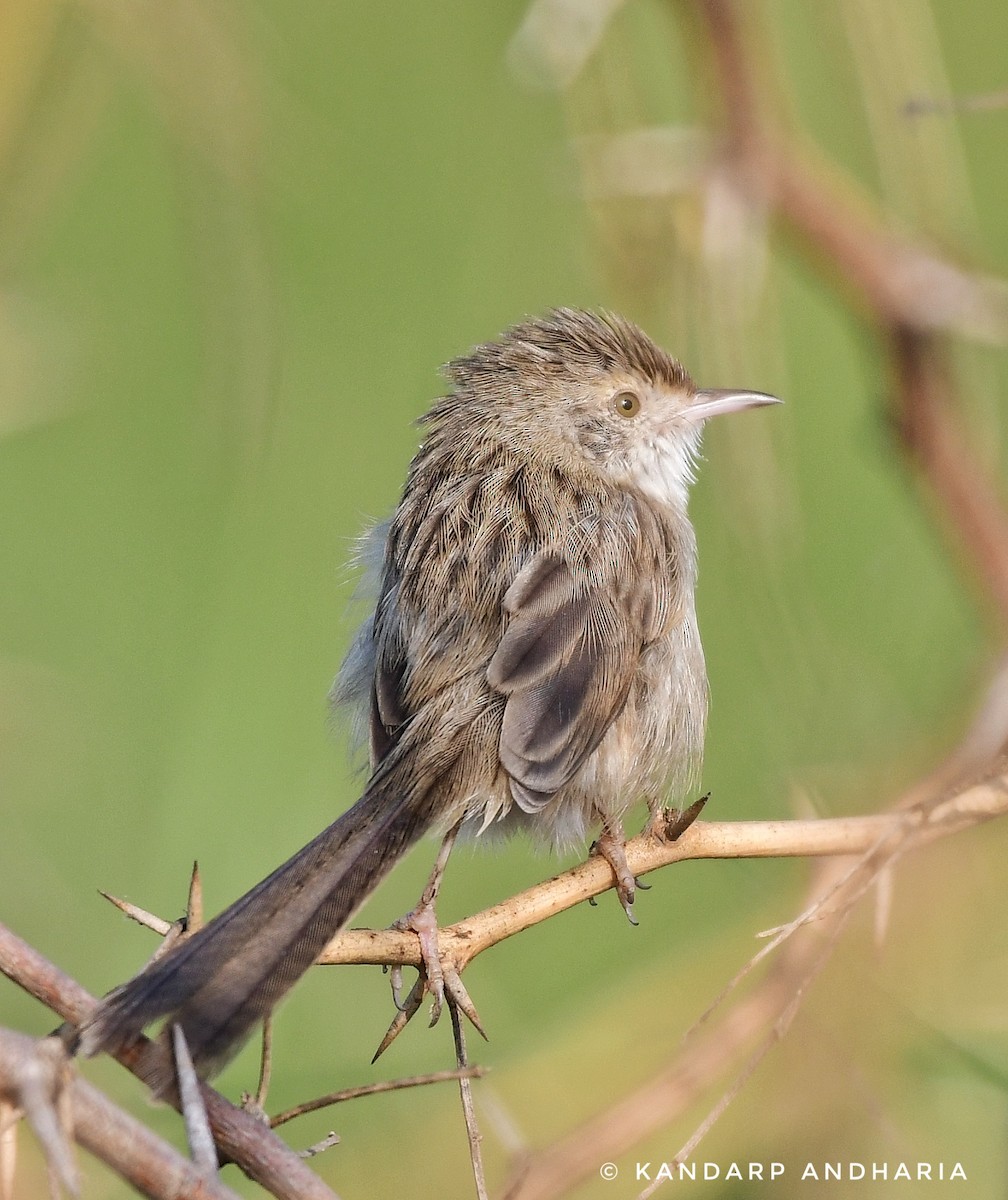 Prinia Delicada - ML612254798