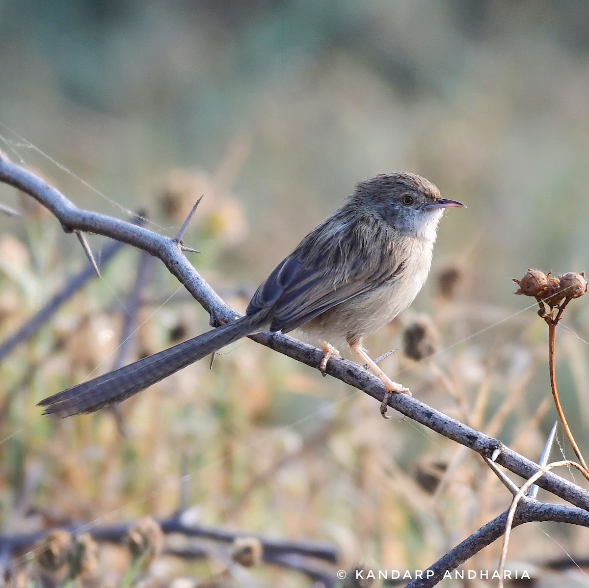 Delicate Prinia - ML612254799