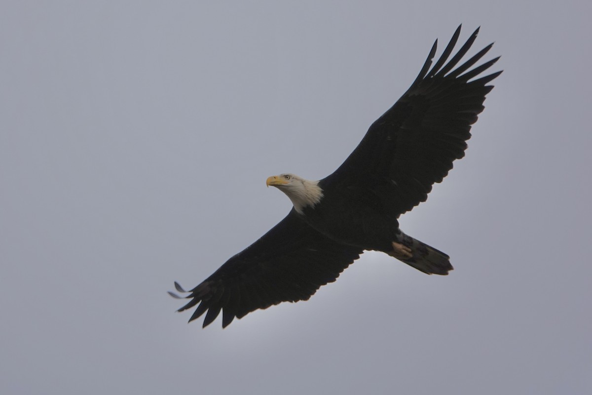 Bald Eagle - ML612254806