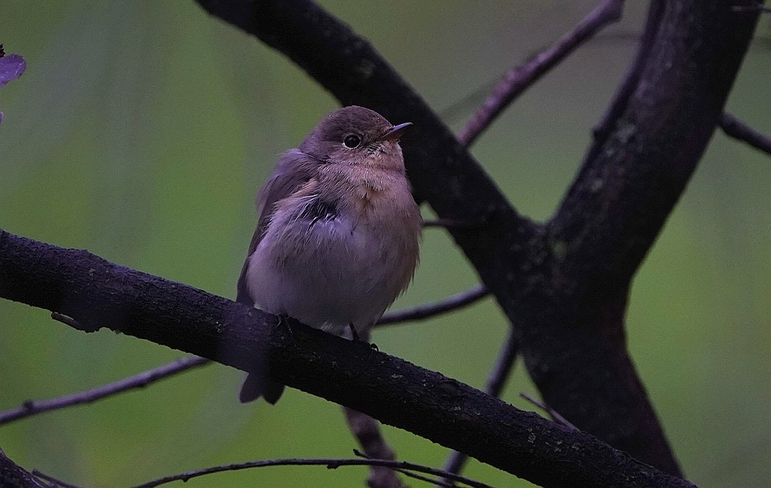 Red-breasted Flycatcher - Javier Paricio Badules