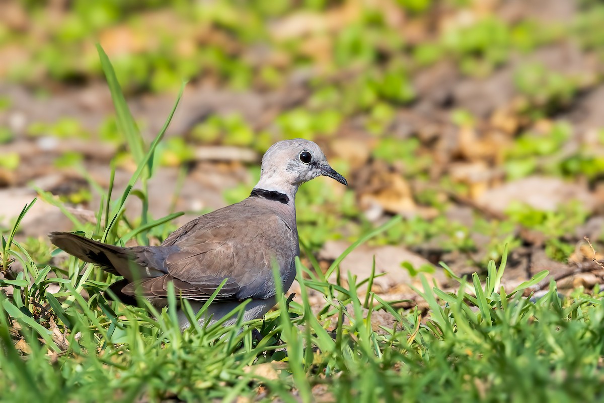 Ring-necked Dove - ML612254819