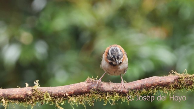 Rufous-collared Sparrow - ML612254850