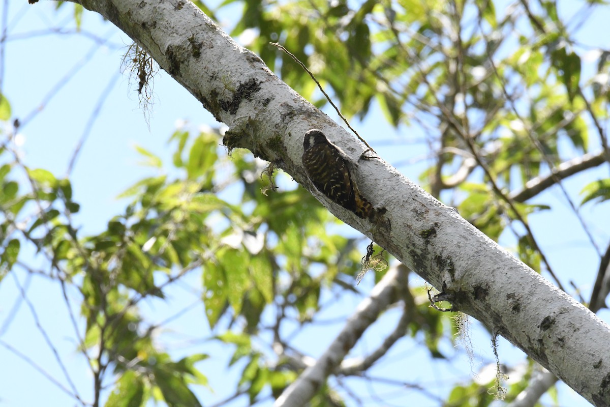 Sulawesi Pygmy Woodpecker - John Cooper