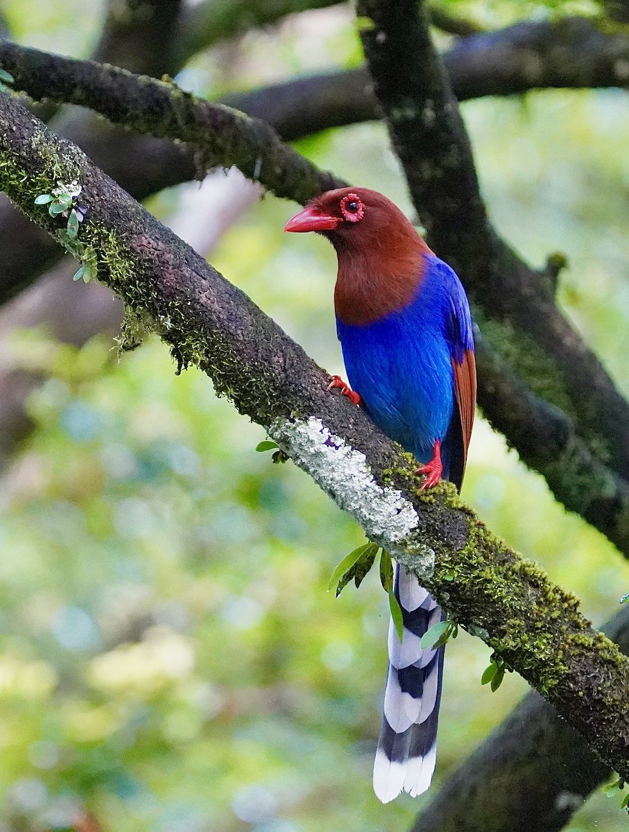 Sri Lanka Blue-Magpie - ML612254881