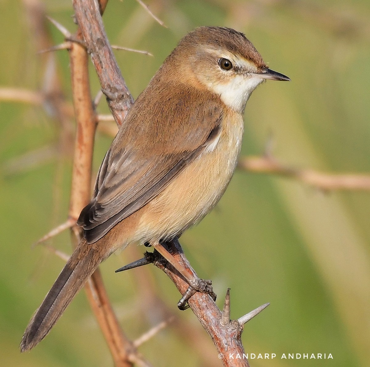 Paddyfield Warbler - ML612254925