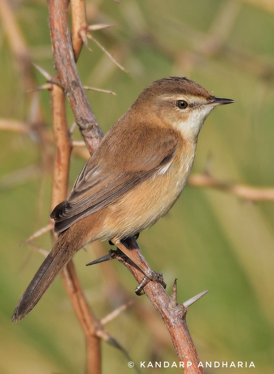 Paddyfield Warbler - ML612254926