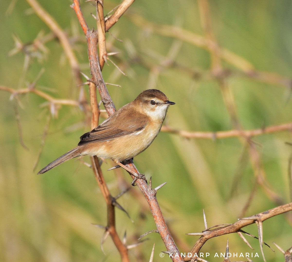 Paddyfield Warbler - ML612254927