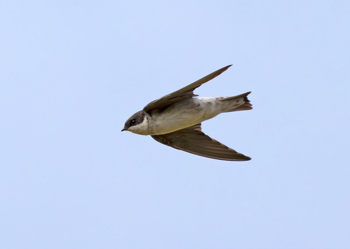 Siberian House-Martin - ML612255102