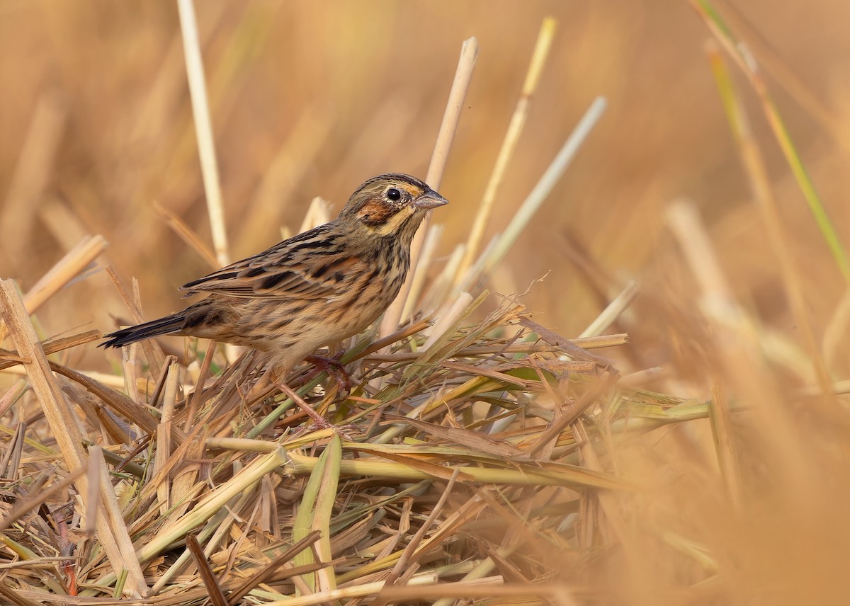 Chestnut-eared Bunting - ML612255193