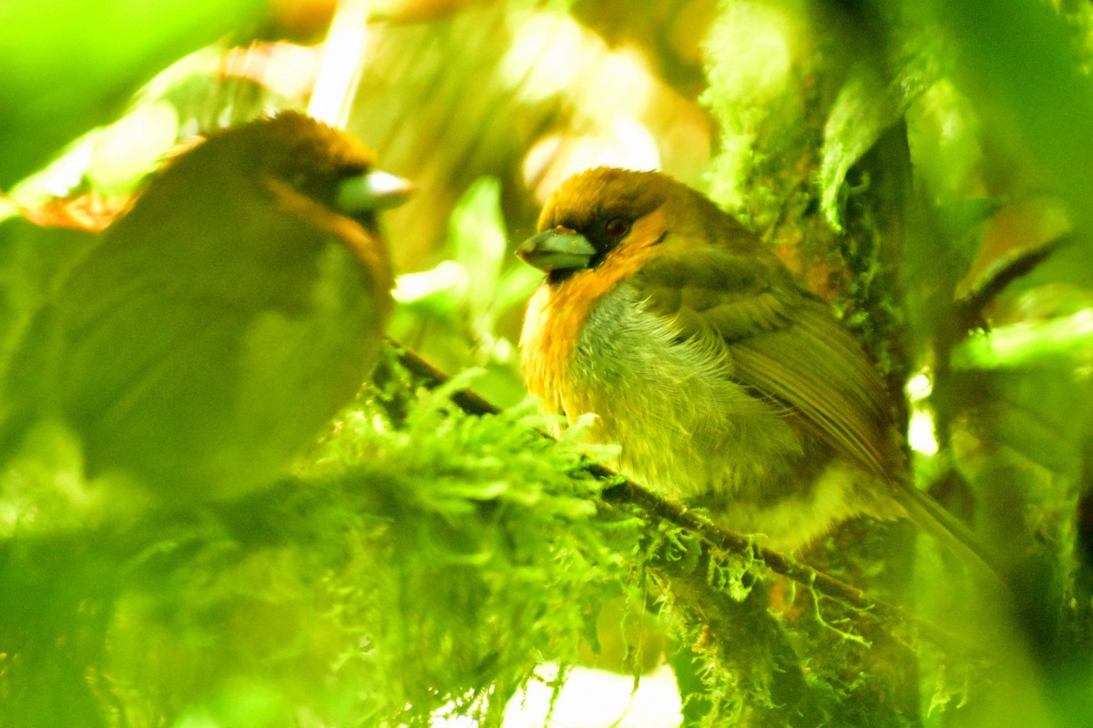 Prong-billed Barbet - ML612255196