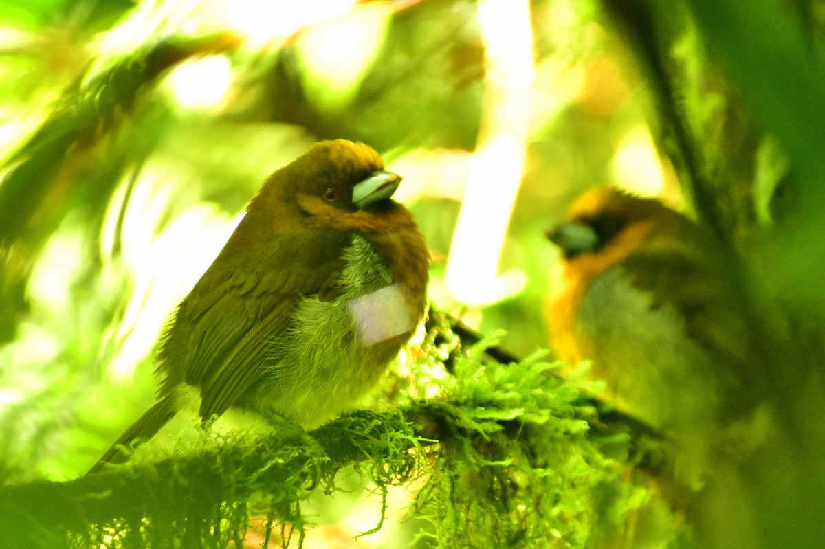 Prong-billed Barbet - ML612255197