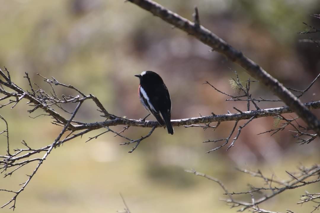 Scarlet Robin - Sonia Boughton