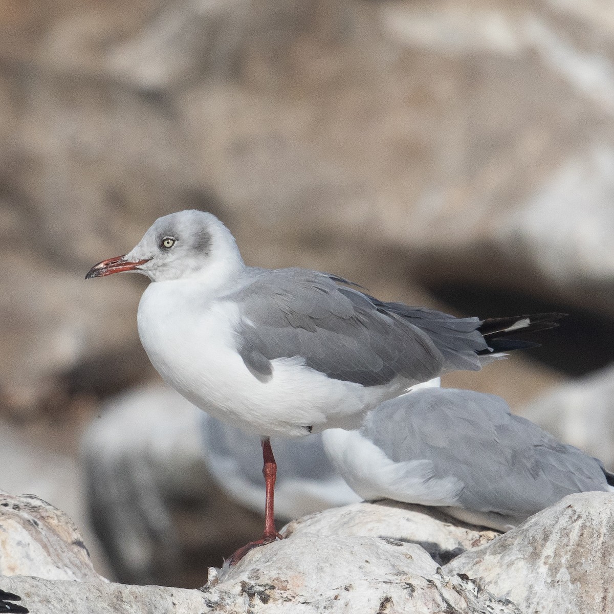 Gray-hooded Gull - Werner Suter