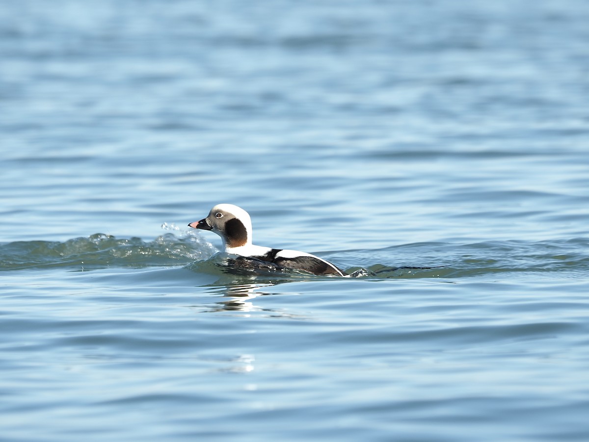 hoholka lední - ML612255353