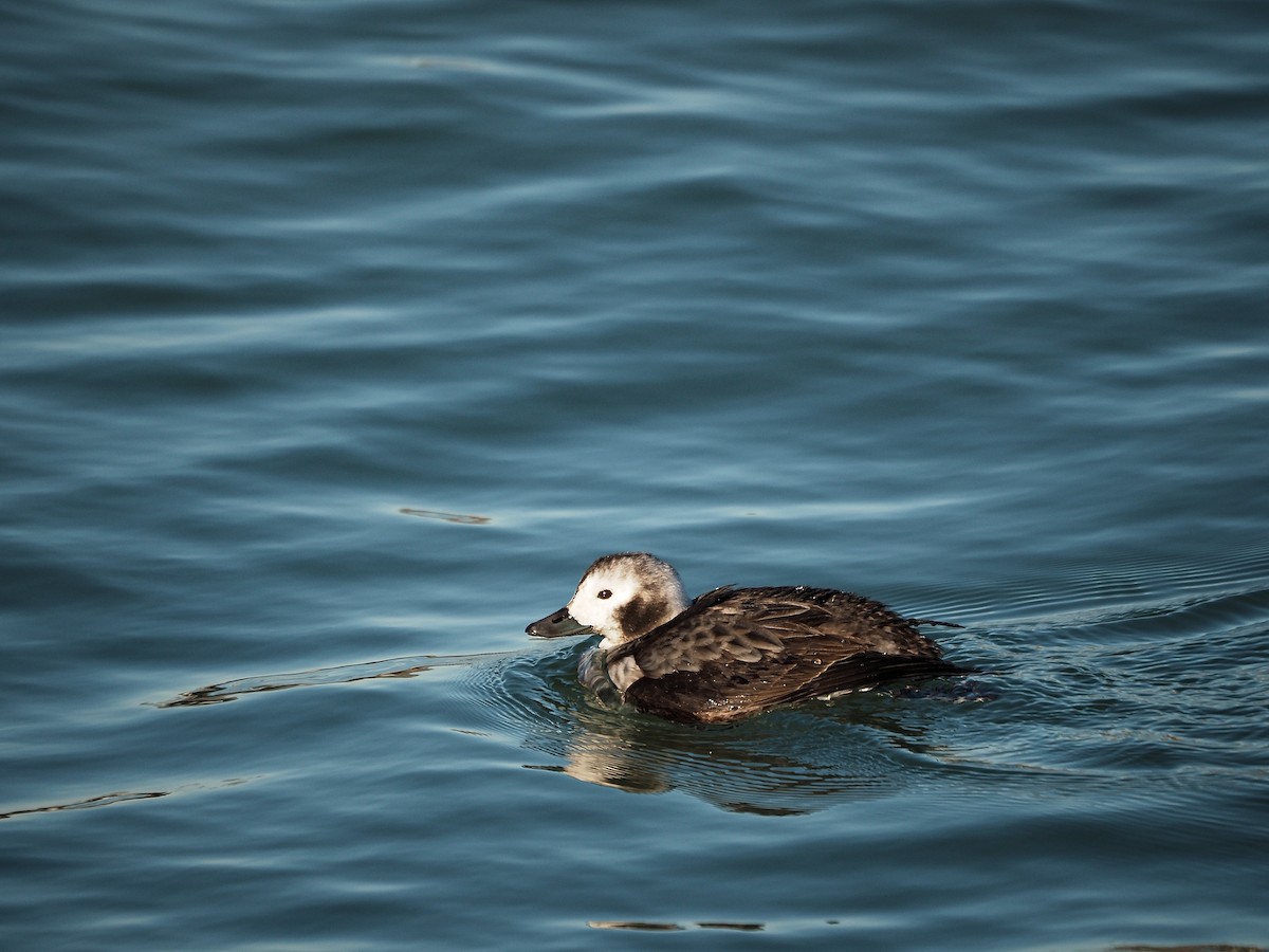 hoholka lední - ML612255354