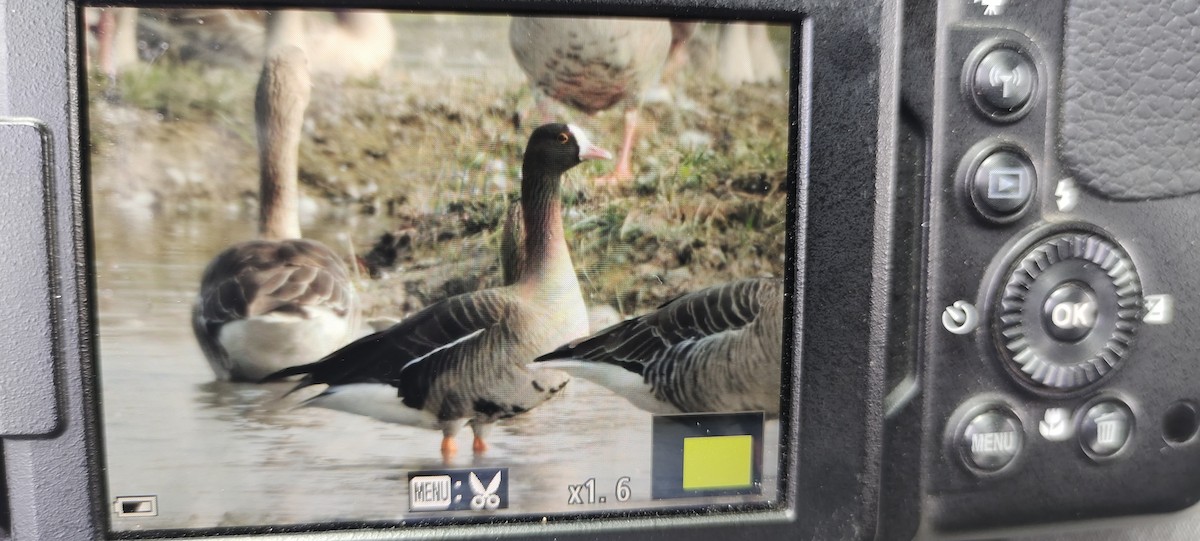 Lesser White-fronted Goose - ML612255379