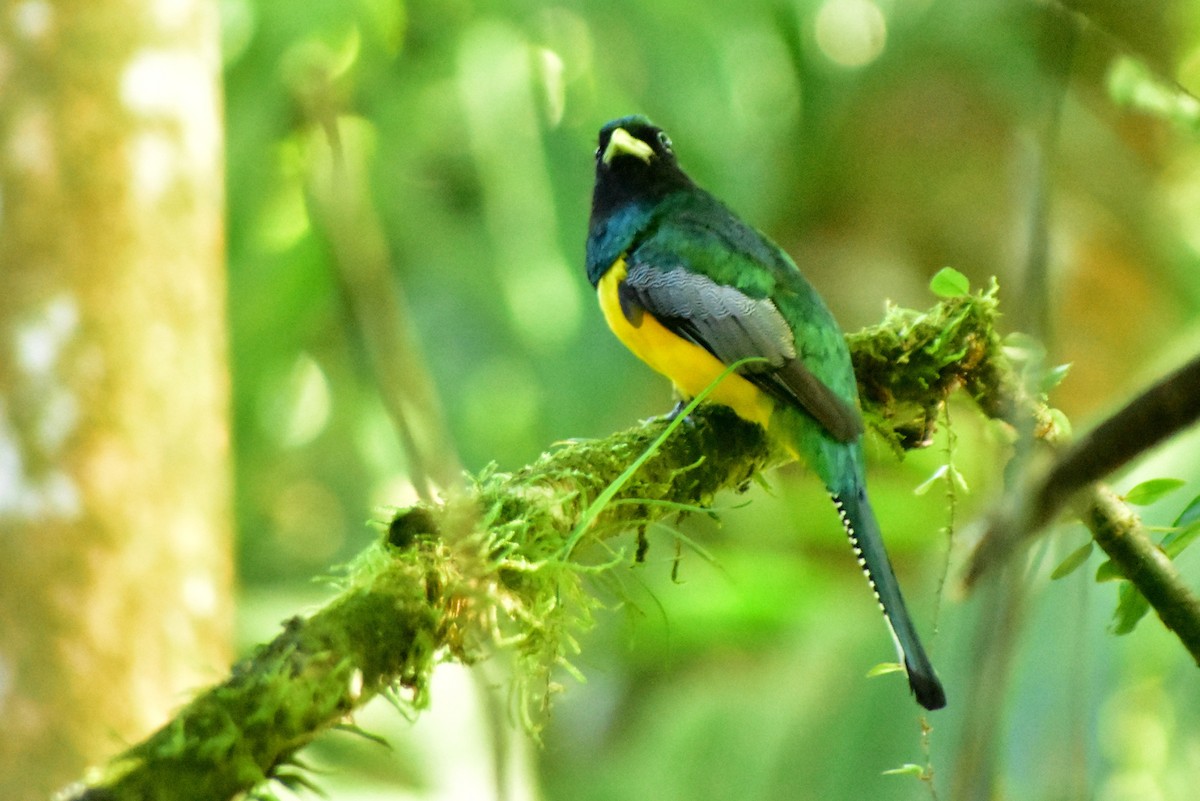 Northern Black-throated Trogon - ML612255415