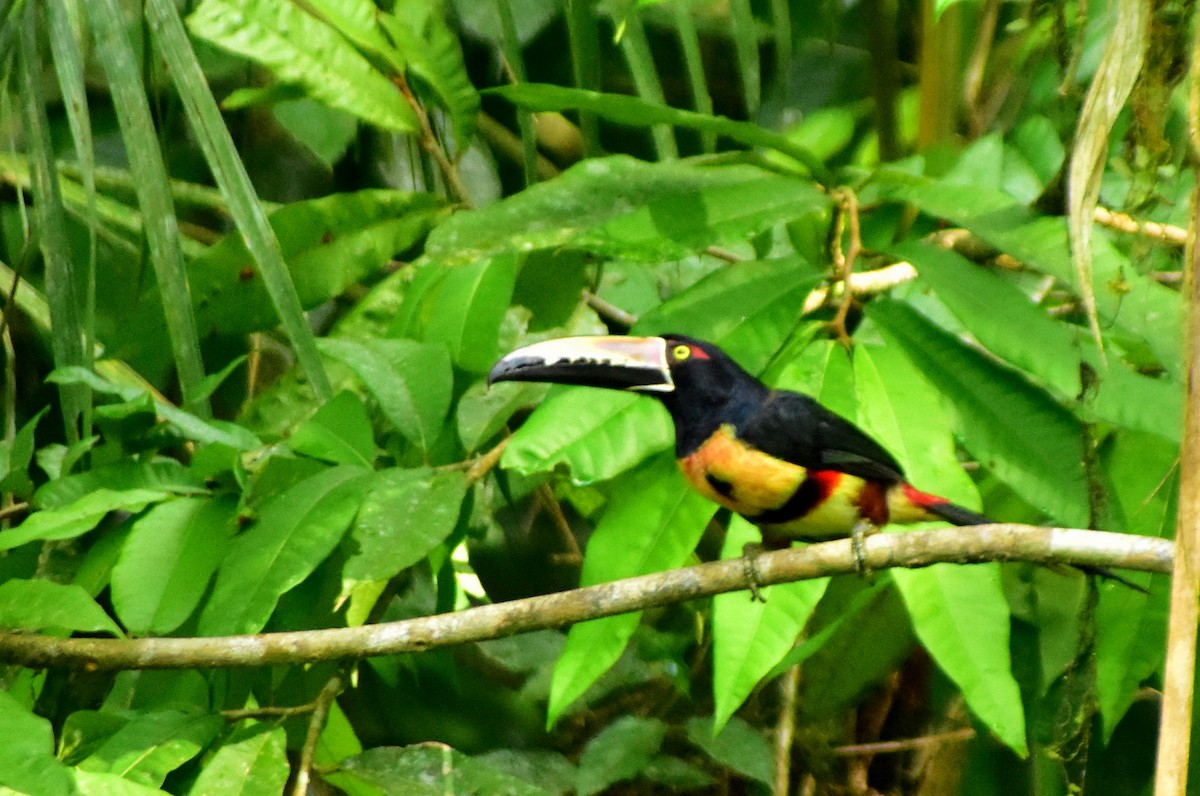 Collared Aracari - ML612255467