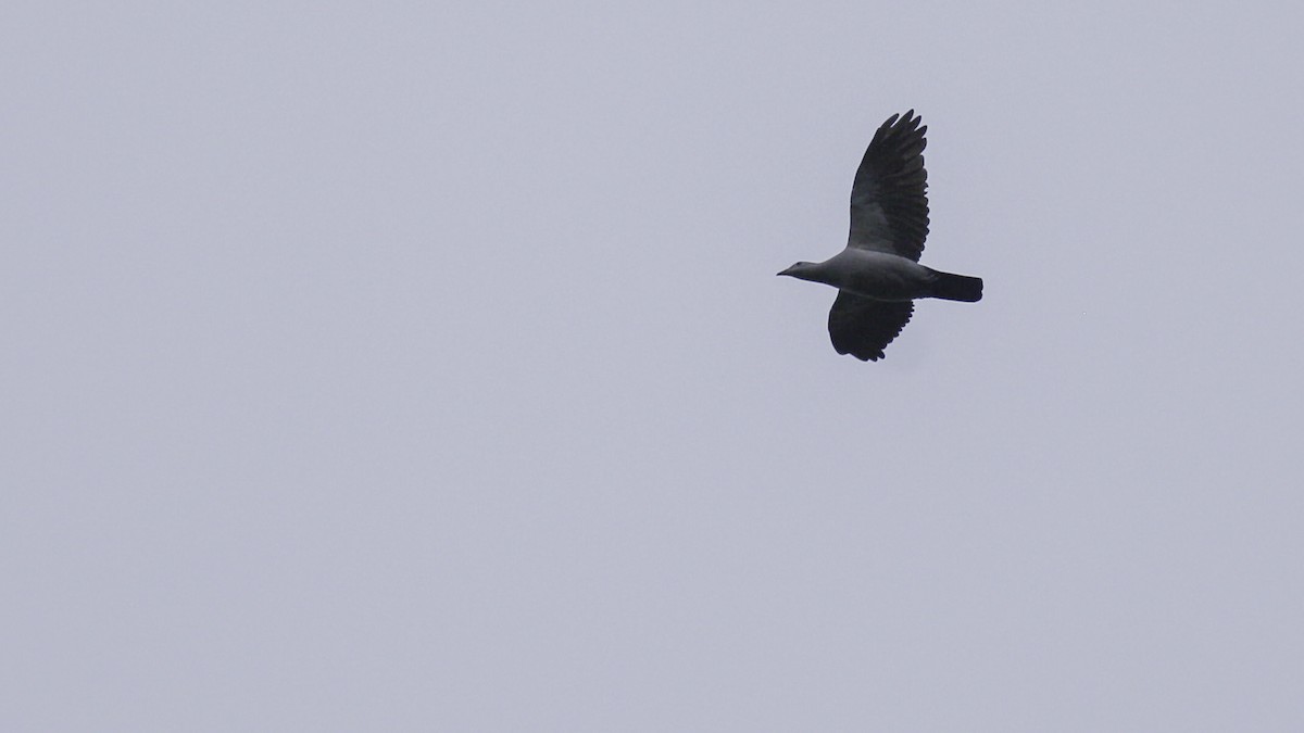 Silvery Wood-Pigeon - ML612255490