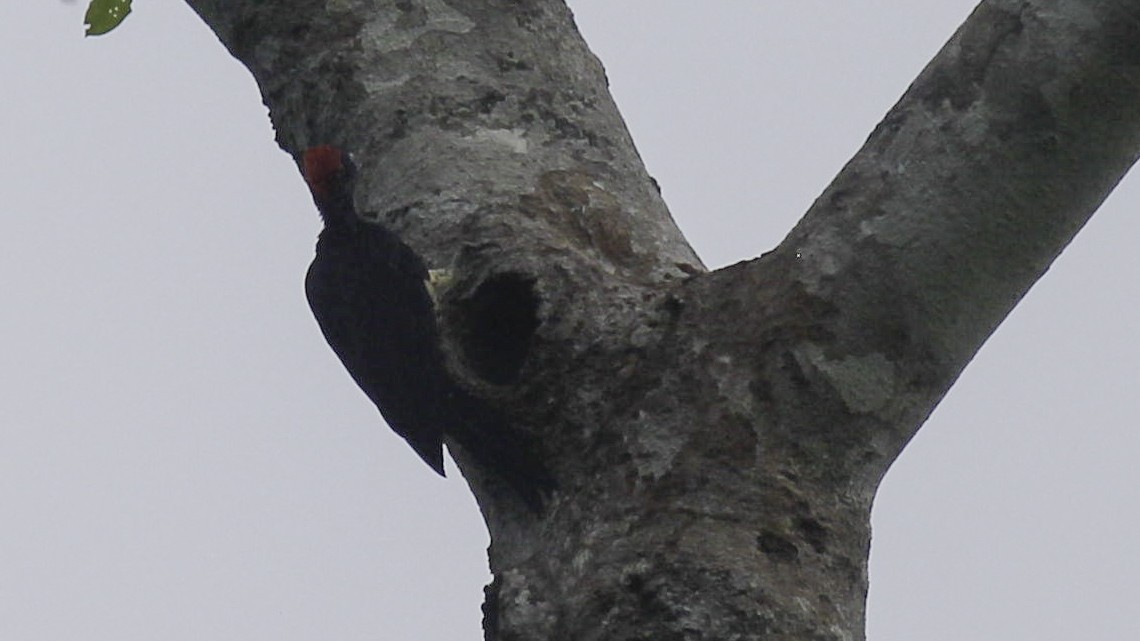 White-bellied Woodpecker - Robert Tizard