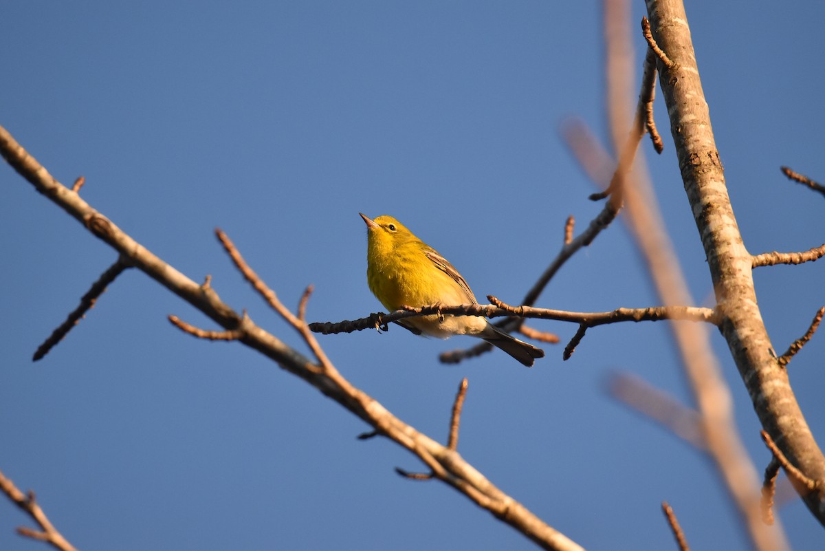 Pine Warbler - ML612255633