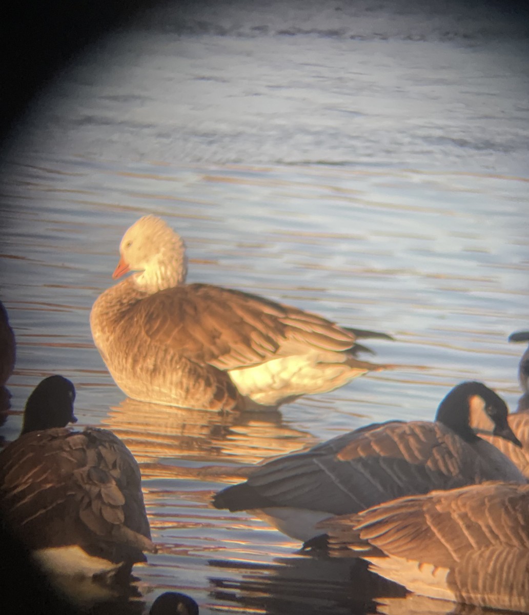 Ross's x Cackling Goose (hybrid) - Ben J